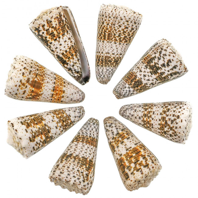 Coquillage conus imperialis - 6 à 8 cm - Lot de 2