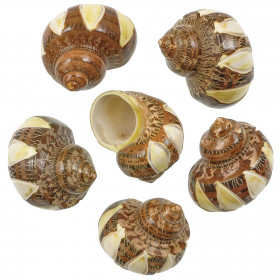 Coquillages turbo petholatus taillés (larges bandes)
