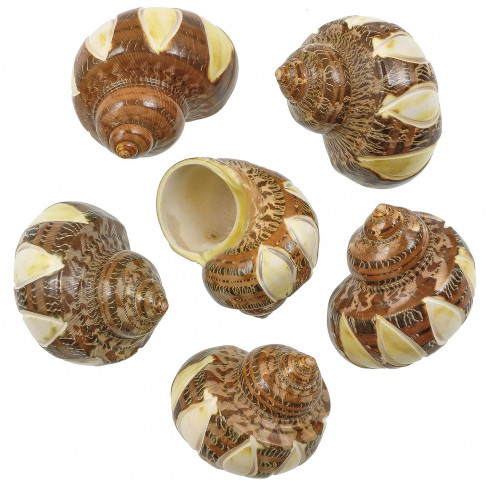Coquillages turbo petholatus taillés (larges bandes)
