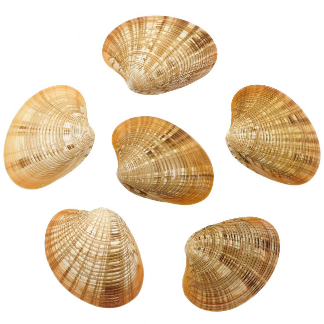 Coquillage callista erycina entier