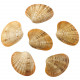 Coquillage callista erycina entier