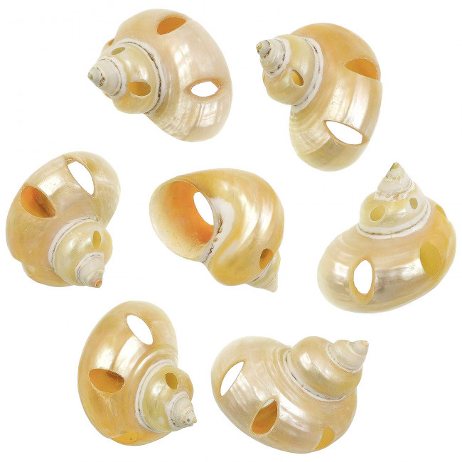Coquillages turbo goldmouth nacrés et taillés - 5 à 6 cm - Lot de 2