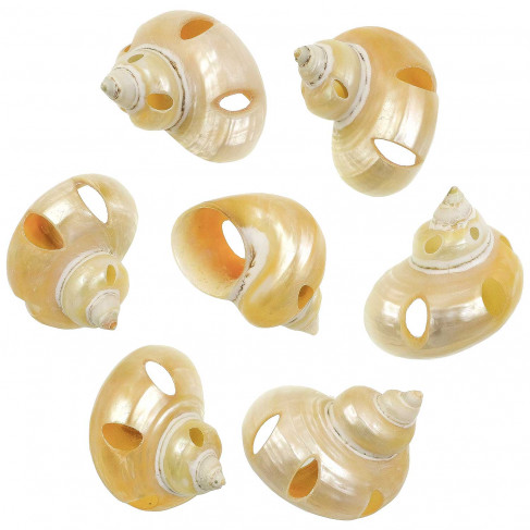 Coquillages turbo goldmouth nacrés et taillés - 5 à 6 cm - Lot de 2