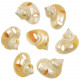 Coquillages turbo goldmouth nacrés et taillés - 5 à 6 cm - Lot de 2
