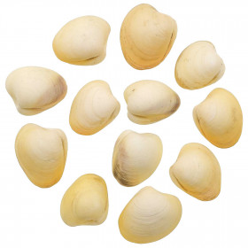Coquillages bivalves jaunes entiers - 3.5 à 4.5 cm - Lot de 3