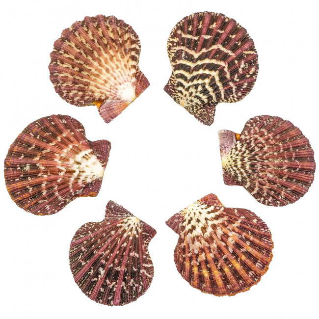 Coquillage pecten pallium poli entier - 4 à 5 cm - Lot de 2