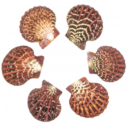 Coquillage pecten pallium poli entier - 4 à 5 cm - Lot de 2