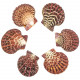 Coquillage pecten pallium poli entier - 4 à 5 cm - Lot de 2