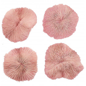 Corail fungia fungites rose