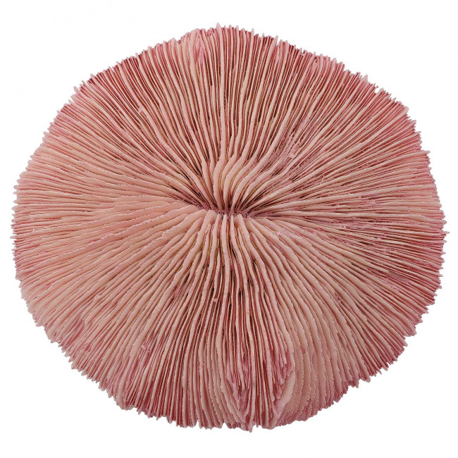 Corail fungia fungites rose