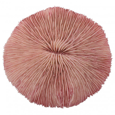 Corail fungia fungites rose