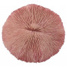 Corail fungia fungites rose