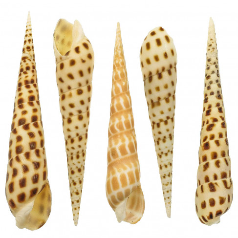 Coquillage terebra areolata - 9 à 13 cm - Lot de 2