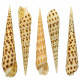 Coquillage terebra areolata - 9 à 13 cm - Lot de 2