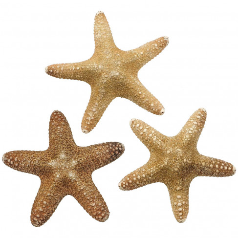 Etoiles de mer pentaster obtusatus - 10 à 12 cm - Lot de 3