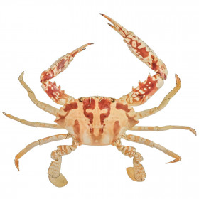 Crabe de San Francisco naturalisé