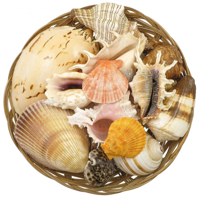 Panier de gros coquillages assortis - 25 cm