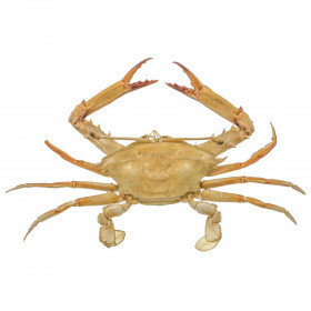 Crabe à antennes