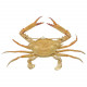 Crabe à antennes