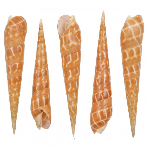 Coquillage terebra oxymeris dimidiata - 8 à 9 cm - Lot de 2