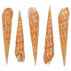 Coquillage terebra oxymeris dimidiata - 8 à 9 cm - Lot de 2