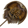 Carapace de limule avec patte