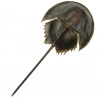 Carapace de limule avec patte