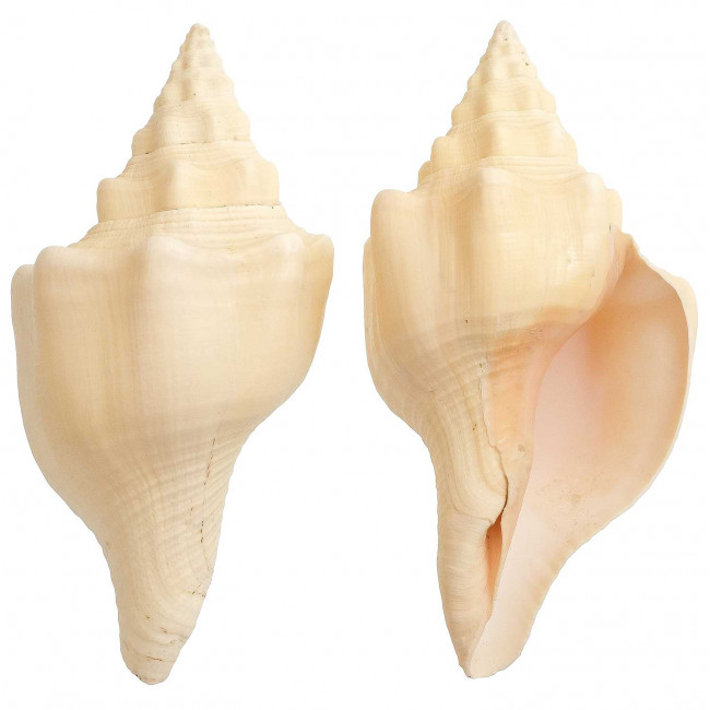Coquillage turbinella angulata