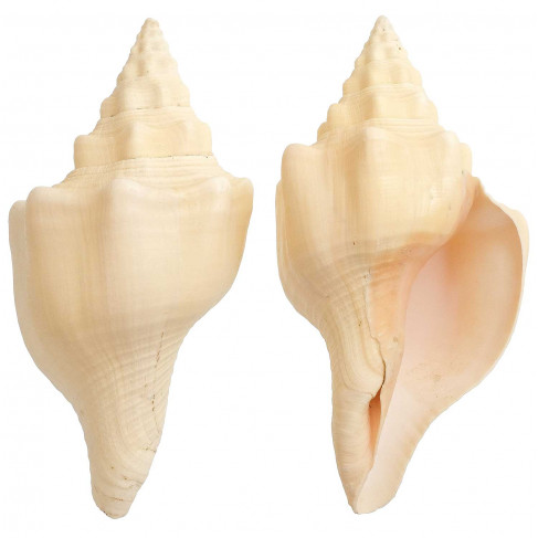 Coquillage turbinella angulata