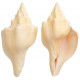 Coquillage turbinella angulata