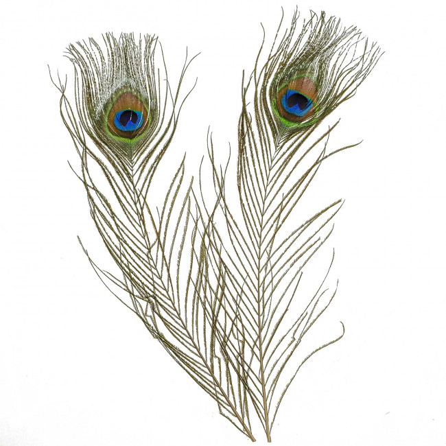 Plumes de paon - 25 à 30 cm - Lot de 6