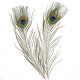 Plumes de paon - 25 à 30 cm - Lot de 6