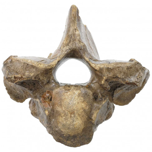 Vertèbre fossile de bison - 15 cm