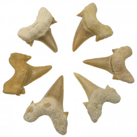 Dent de requin fossile otodus obliquus - A l'unité