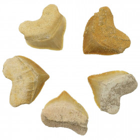 Dent fossile de requin squalicorax - A l'unité