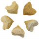 Dent fossile de requin squalicorax - A l'unité