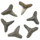 Dents de requin fossile carcharias acutissima - 1 à 2 cm - Lot de 3