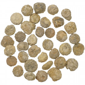 Lot de petits oursins fossilisées - 100 grammes