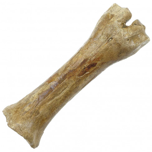 Os de patte de bison fossile - 23 cm