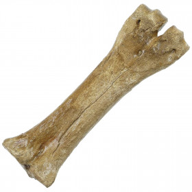 Os de patte de bison fossile - 23 cm