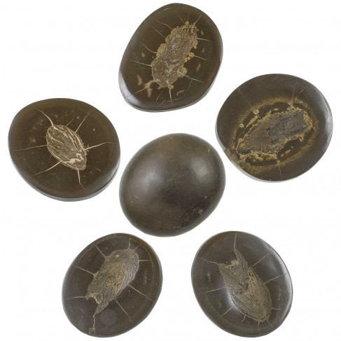 Coprolithe de poisson sur gangue polie - A l'unité