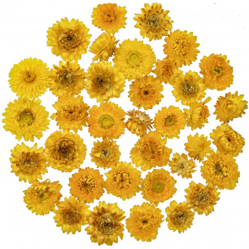 Têtes d'hélichrysum jaune séchées - 50 grammes