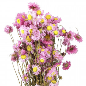 Bouquet fleurs séchées acroclinium rose - 60 cm
