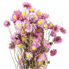 Bouquet fleurs séchées acroclinium rose - 60 cm