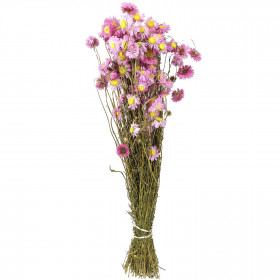Bouquet fleurs séchées acroclinium rose - 60 cm