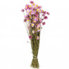 Bouquet fleurs séchées acroclinium rose - 60 cm
