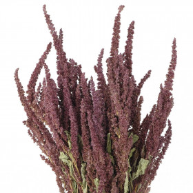 Bouquet fleurs séchées amaranthus rouge - 70 cm