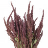 Bouquet fleurs séchées amaranthus rouge - 70 cm