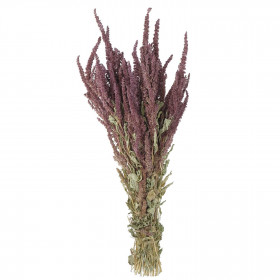 Bouquet fleurs séchées amaranthus rouge - 70 cm