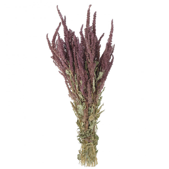 Bouquet fleurs séchées amaranthus rouge - 70 cm